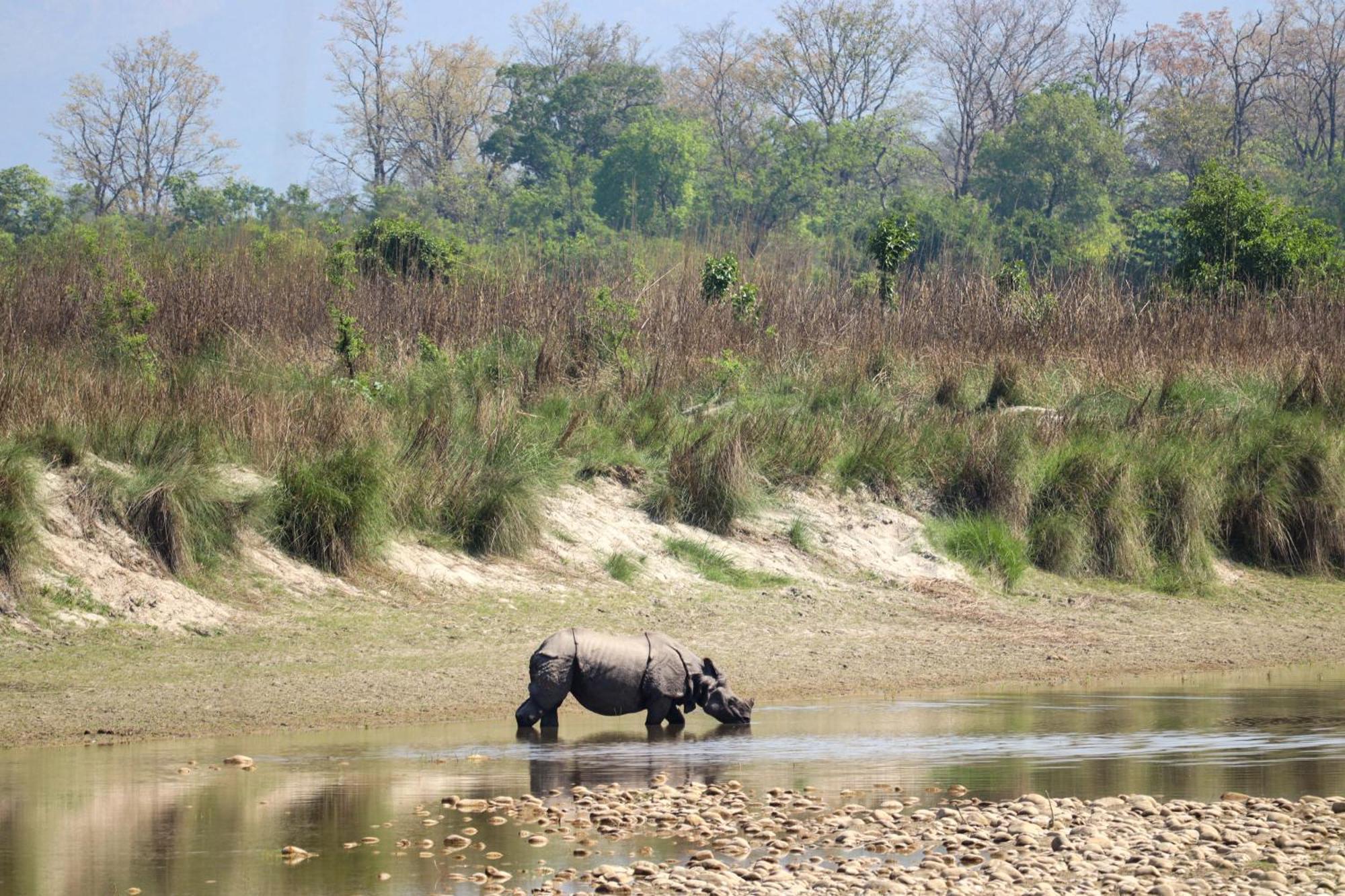 Forest Hideaway Resort Pvt Ltd Bardiya Ngoại thất bức ảnh