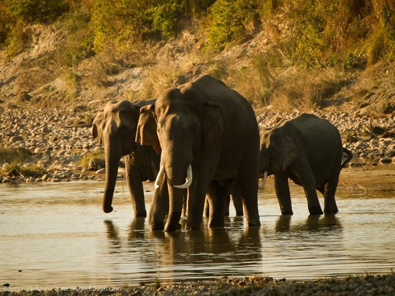 Forest Hideaway Resort Pvt Ltd Bardiya Ngoại thất bức ảnh